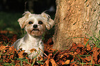 lying Yorkshire-Terrier-Maltese