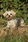 lying Yorkshire-Terrier-Maltese