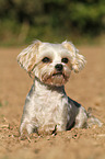 lying Yorkshire-Terrier-Maltese