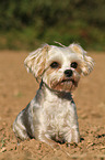 lying Yorkshire-Terrier-Maltese