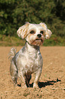 Yorkshire-Terrier-Maltese