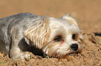 lying Yorkshire-Terrier-Maltese