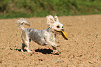 playing Yorkshire-Terrier-Maltese