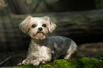 lying Yorkshire-Terrier-Maltese