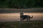 bathing Labrador-Retriever-Mongel
