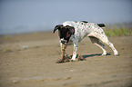 standing Frensh-Bulldog-Pointer