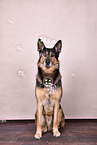 sitting Husky-Shepherd