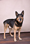 Husky-Shepherd