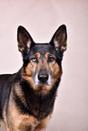 Husky-Shepherd Portrait