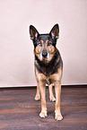 Husky-Shepherd