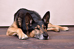 sleeping Husky-Shepherd