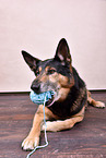 lying Husky-Shepherd