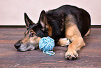 lying Husky-Shepherd