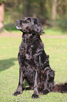 sitting Flat-Coated-Retriever-Mongrel