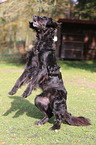 begging Flat-Coated-Retriever-Mongrel