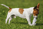 Jack-Russell-Terrier-Mongrel