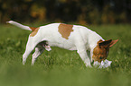 Jack-Russell-Terrier-Mongrel