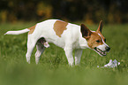 Jack-Russell-Terrier-Mongrel