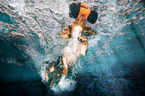 swimming Dachshund-Mongrel