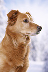 mongrel portrait
