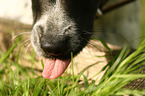 Ratonero-Bodeguero-Andaluz-Mongrel eats grass