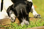 Ratonero-Bodeguero-Andaluz-Mongrel eats grass