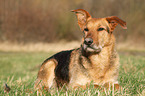 lying Airedale-Terrier-Shepherd