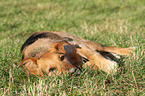 lying Airedale-Terrier-Shepherd