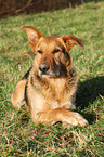 lying Airedale-Terrier-Shepherd