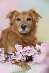 10 years old mongrel
