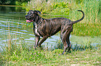 Great-Dane-Mongrel