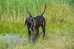 shaking Great-Dane-Mongrel