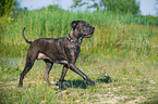 walking Great-Dane-Mongrel