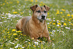 old mongrel