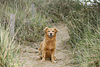 old mongrel