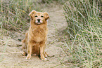 old mongrel