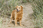 old mongrel