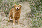 old mongrel