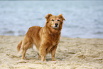 old mongrel