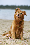 old mongrel