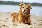 old mongrel
