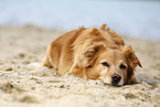 old mongrel
