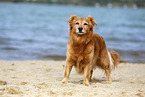 old mongrel