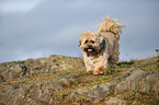 walking Lhasa-Apso-Mongrel