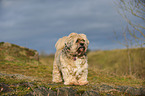 Lhasa-Apso-Mongrel