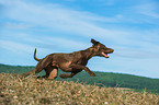 Magyar-Vizsla-Mongrel