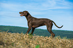 Magyar-Vizsla-Mongrel
