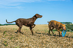 2 dogs