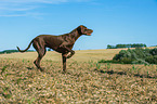 Magyar-Vizsla-Mongrel