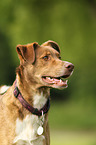 mongrel portrait